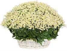 Цветочная композиция из Ромашки в корзине #REPLACE_PRED# Дубне Московская область